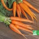 Botte de carottes bio avec fanes sur une planche en bois, avec logo AB