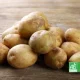 Pommes de terre bio entassées sur une table en bois, avec logo AB