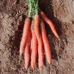 Fort&Vert carotte bio