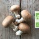 Champignons bio - Fort & Vert