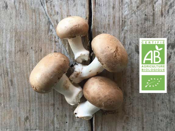 Champignons bio - Fort & Vert