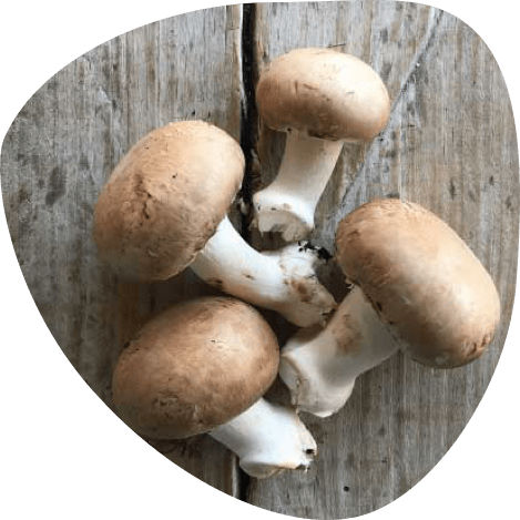 Champignons bio - Fort & Vert