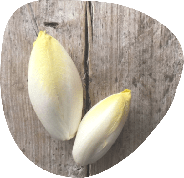 endive-bio-fort-et-vert
