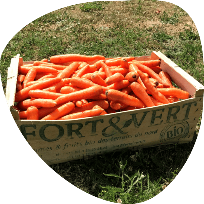 Carottes en vrac - Fort & Vert