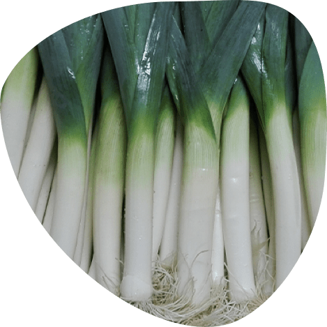 Poireau bio - Fort & Vert