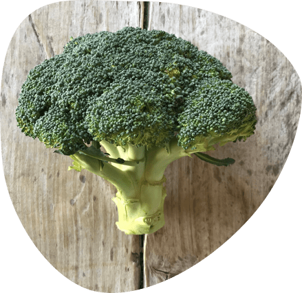 Brocoli bio - Fort & Vert