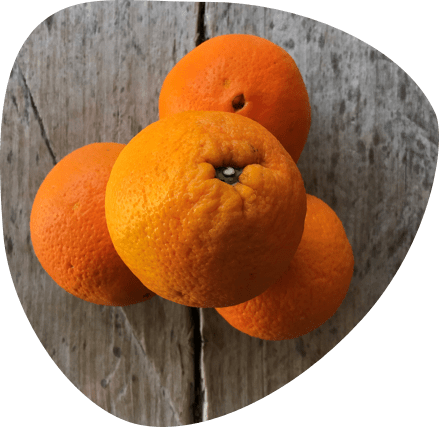 Orange bio - Fort & Vert