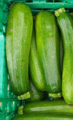 courgettes-récoltées