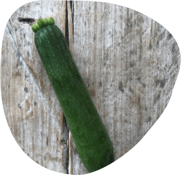 courgette-bio-fort-et-vert