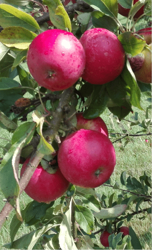 pommes-recette