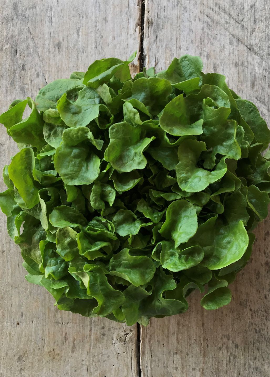 salade-feuille-de-chene