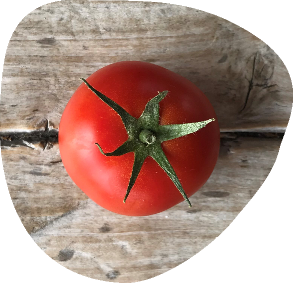 tomate-bio-pdt