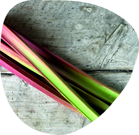 Rhubarbe-bio-pdt