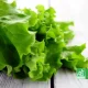 Feuilles de salade verte bio sur une table en bois clair, avec logo AB