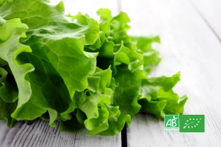 Feuilles de salade verte bio sur une table en bois clair, avec logo AB