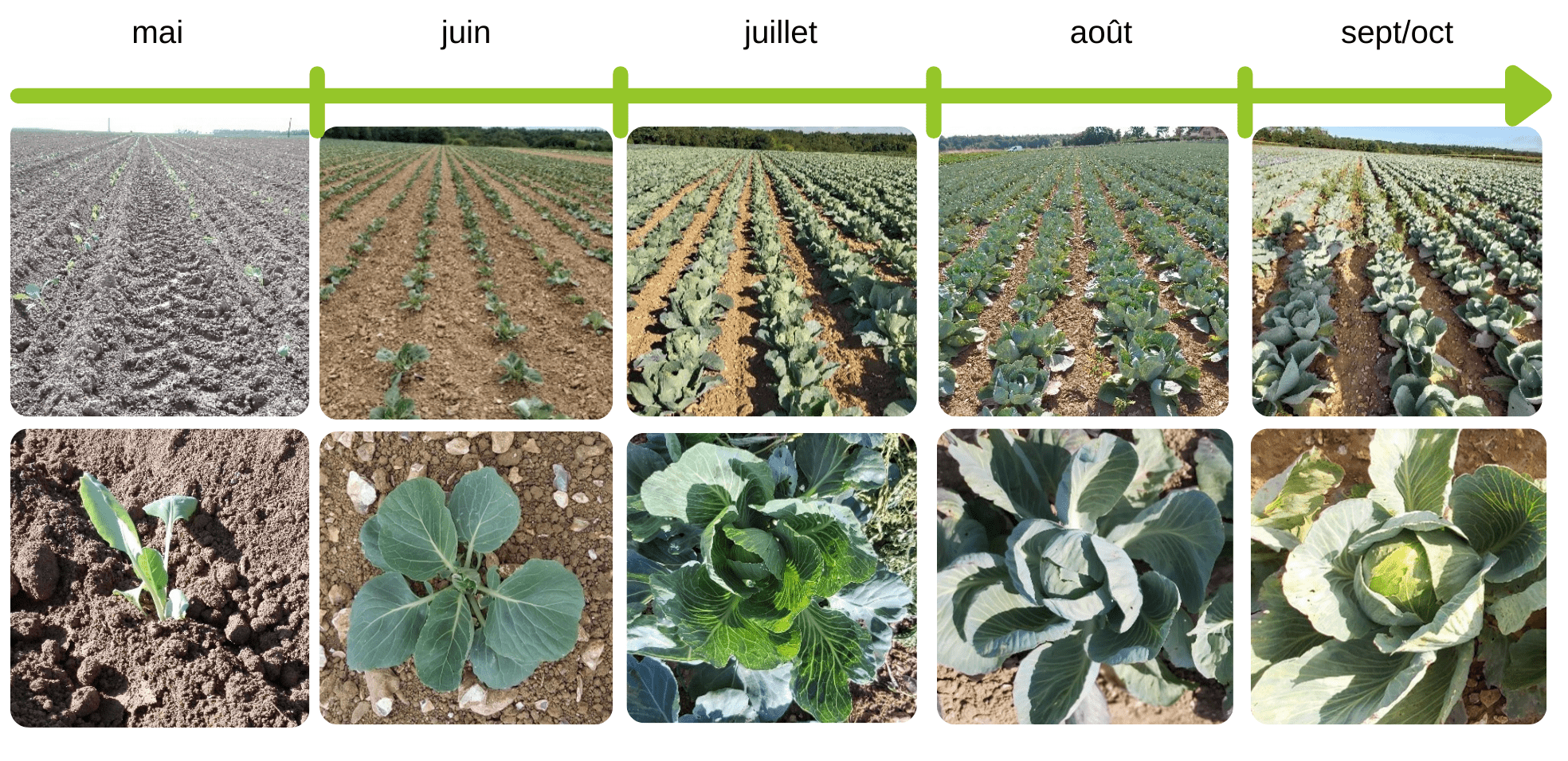 Cycle de la phase végétative choulisse