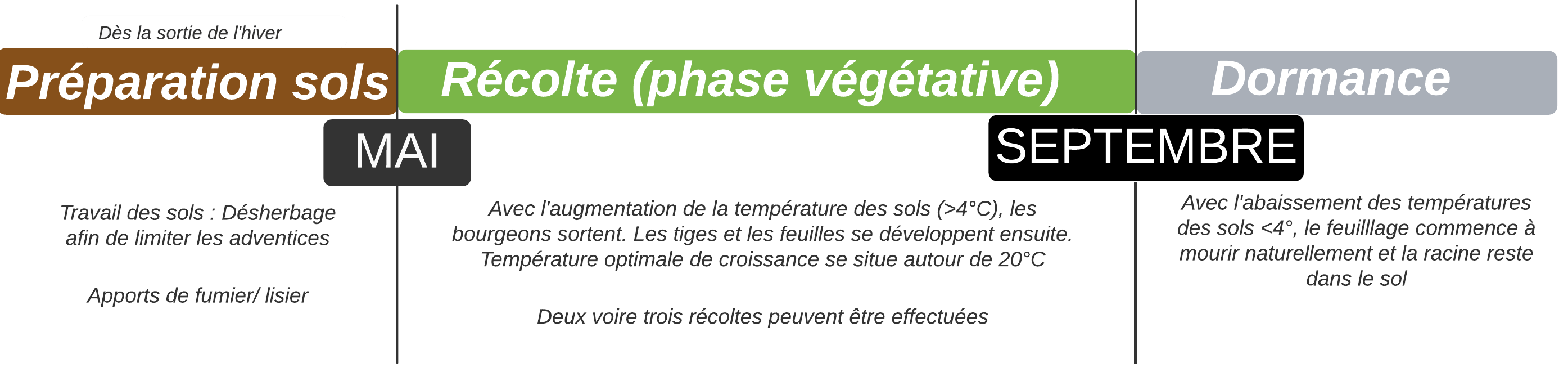 cycle annuel rhubarbe